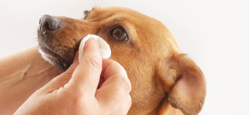 Собака часто чихает: в чём причина